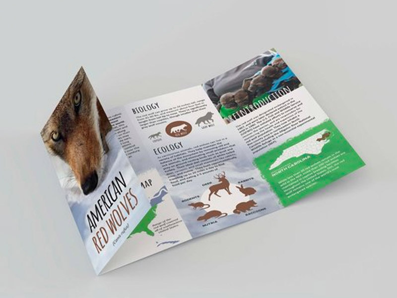 brochure design